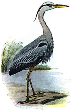 A great blue heron