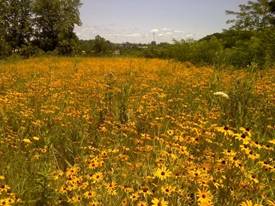 prairie plants