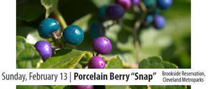 Porcelain Berry Snap 2/13/11